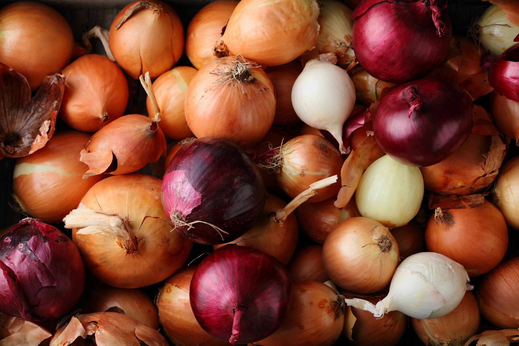 onions of all colors