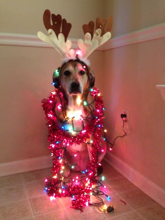 dog with Christmas wreath