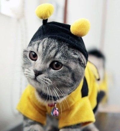 bee cat