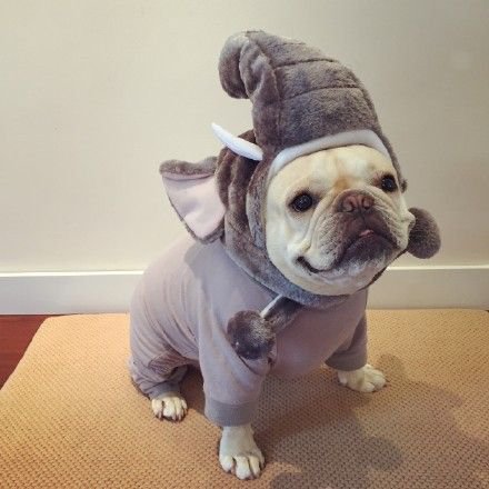 dog disguised as elephant