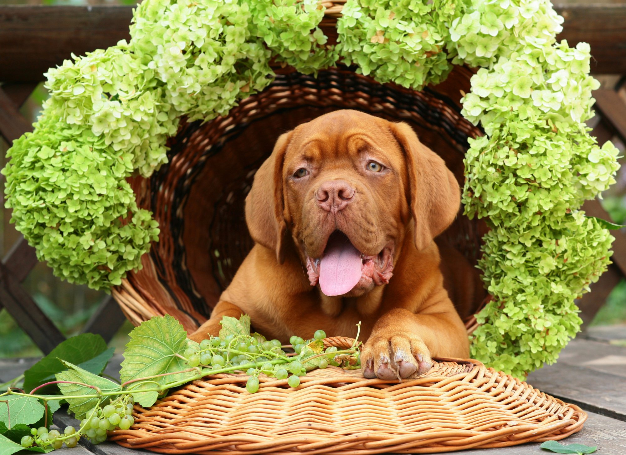 dog in a vine barrel