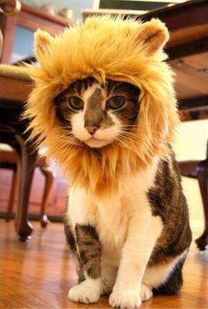 cat with lion mane