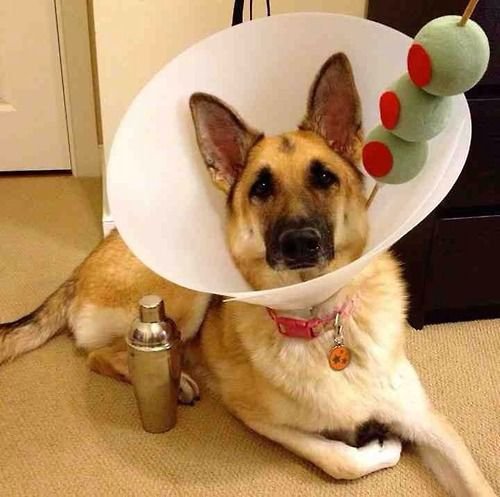 dog disguised as a martini cup