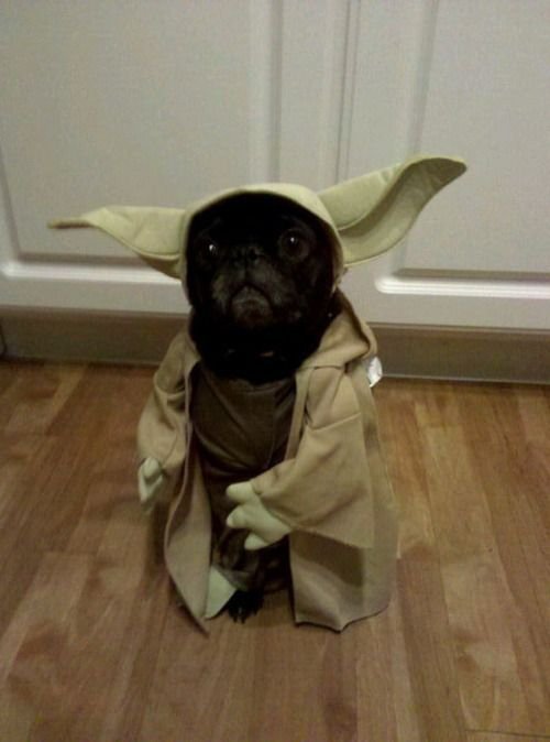master dog Yoda
