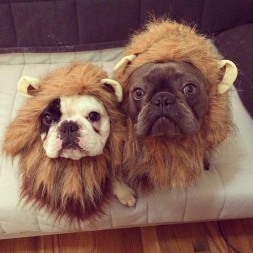 dogs with lion's manes