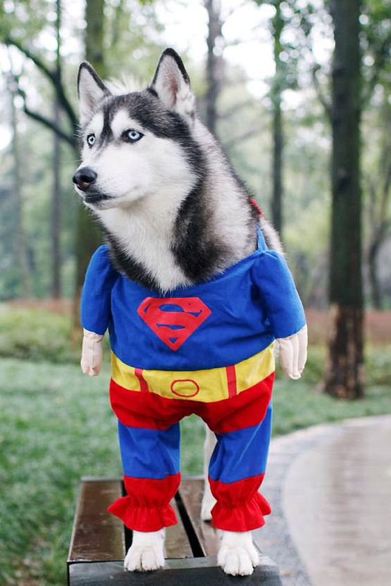 dog disguised as Superman