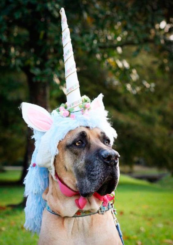 Dog with unicorn helmet