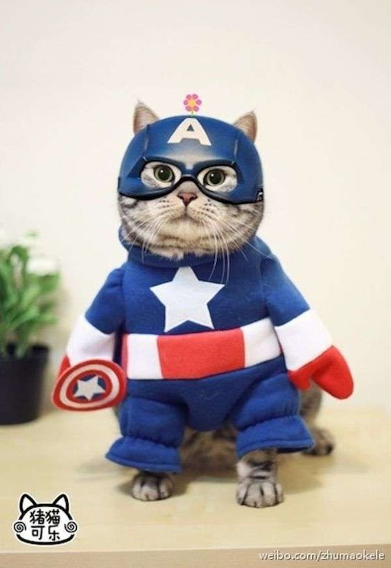 cat disguised as Captain America