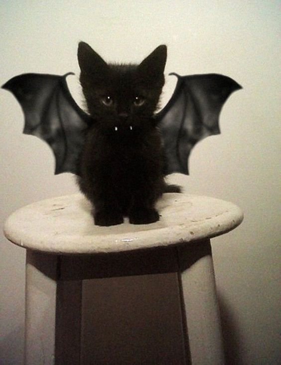 cat with bat wings