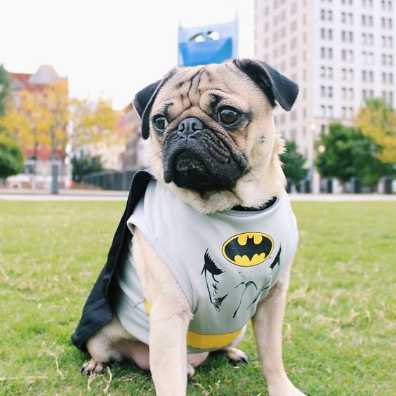 batman dog disguise