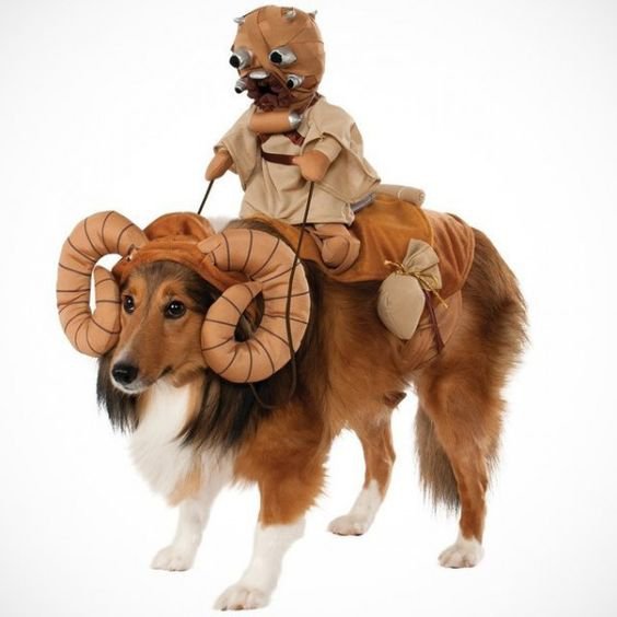dog with ram's horn and rider