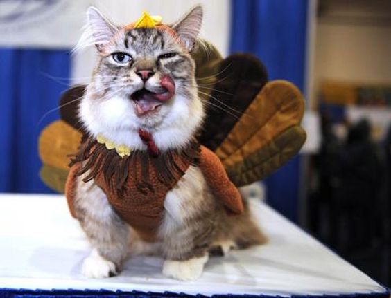 cat disguised as turkey