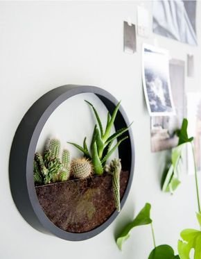circular plant wall