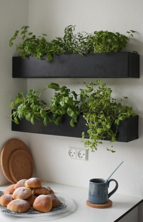 aromatic plants in planters