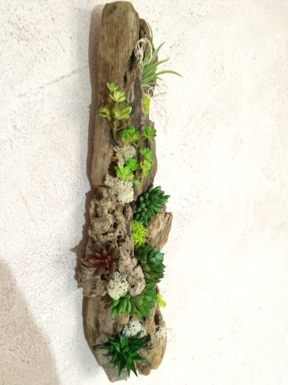 plants in a piece of driftwood