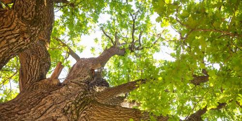 How does oak make us beautiful?