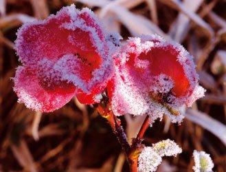 Chilly plants: how to maintain them?