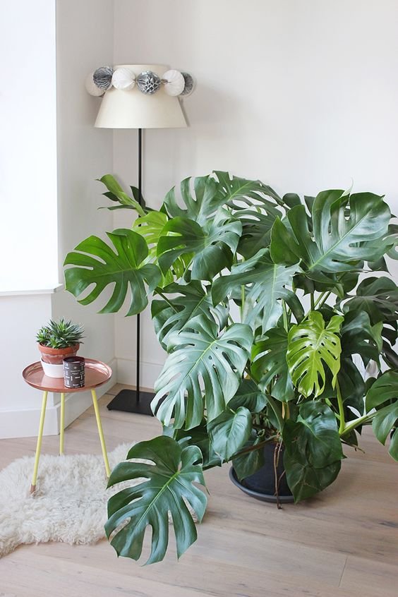 Monstera in a living room