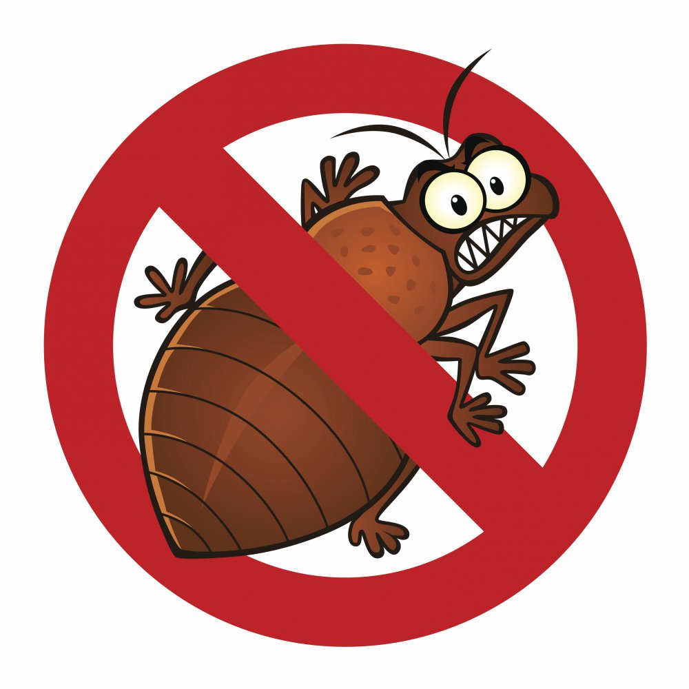 How to cure bed bug bites?