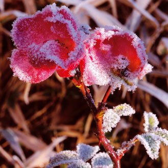 Chilly plants: how to maintain them?