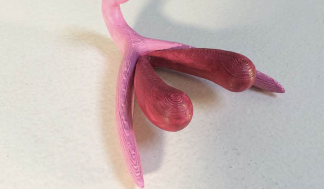 3D modeling of the clitoris